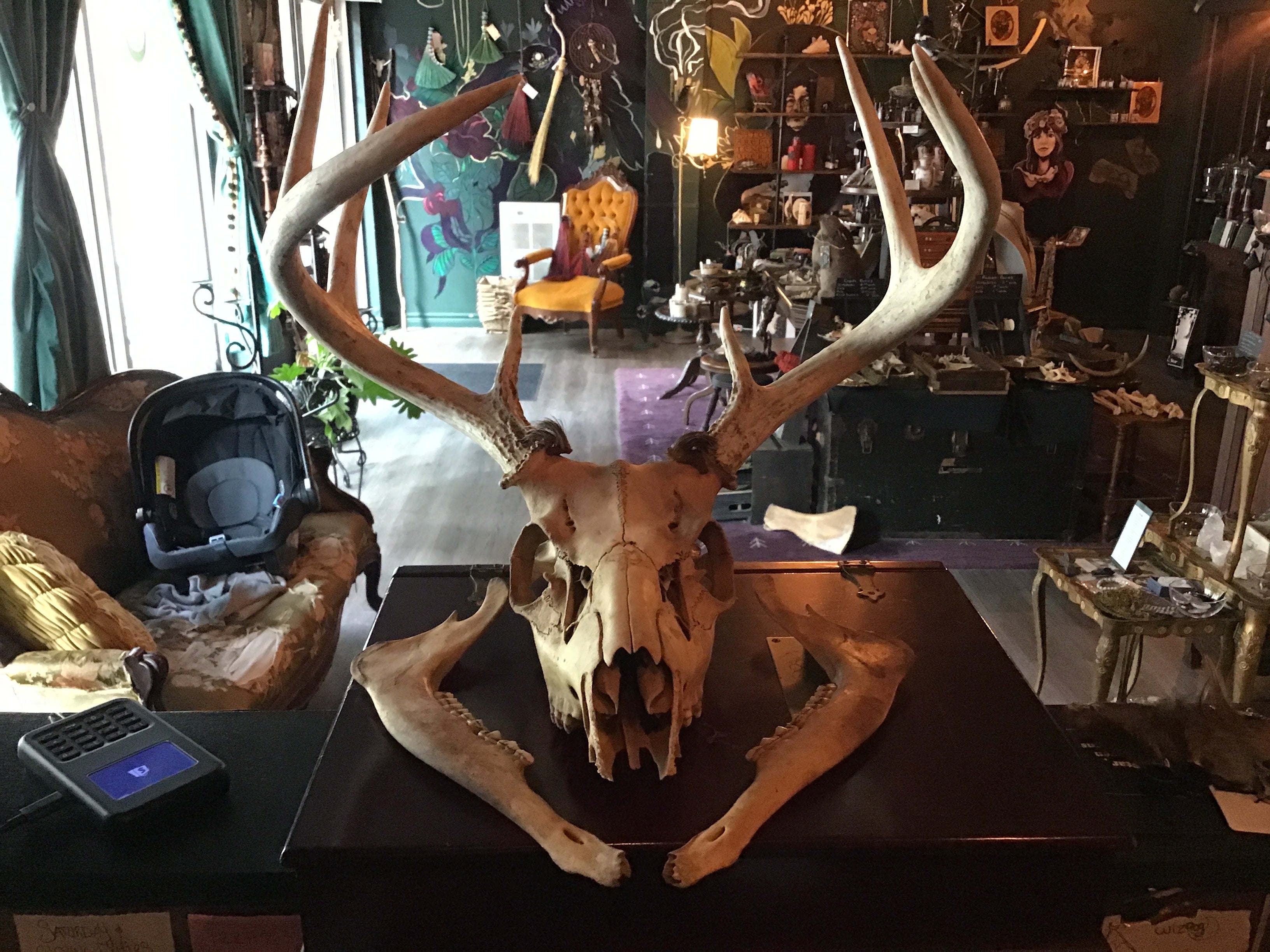 Deer Bones - Gypsy Witch