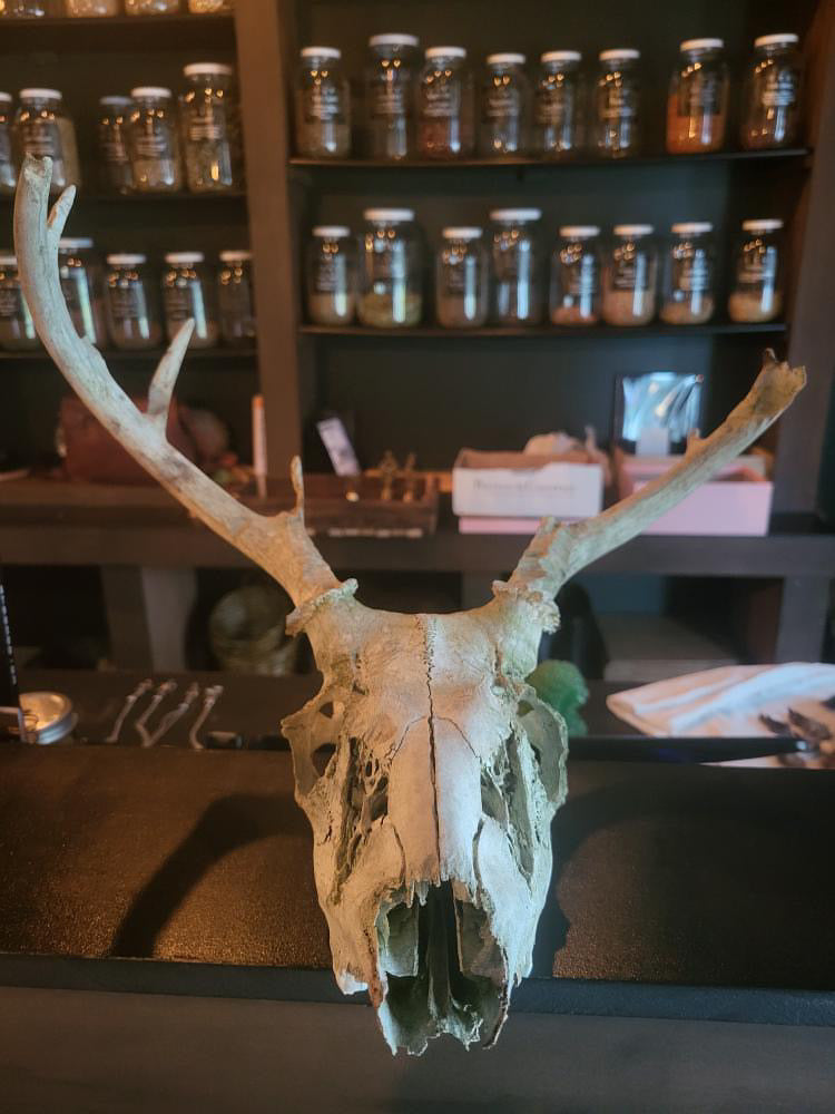 Deer Bones - Gypsy Witch