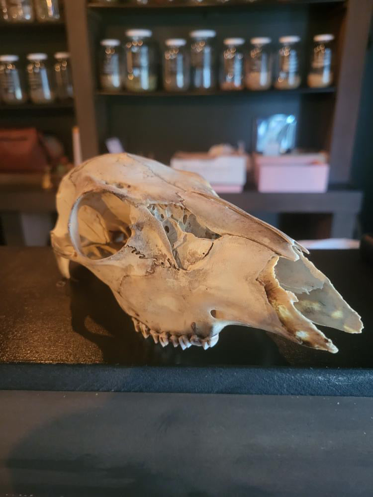 Deer Bones - Gypsy Witch