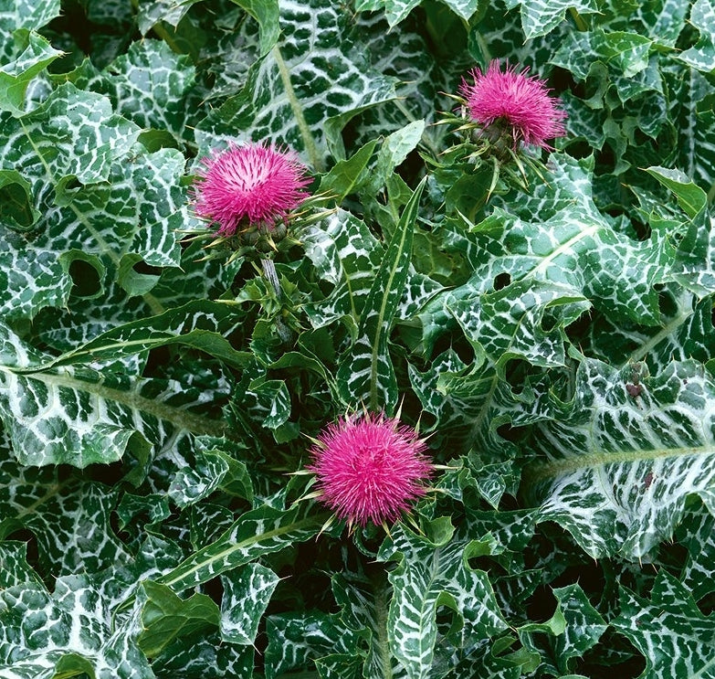 Gypsy Witch Seeds