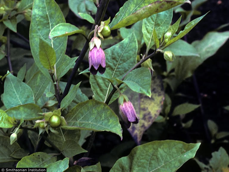 Gypsy Witch Seeds