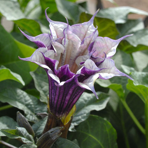 Gypsy Witch Seeds