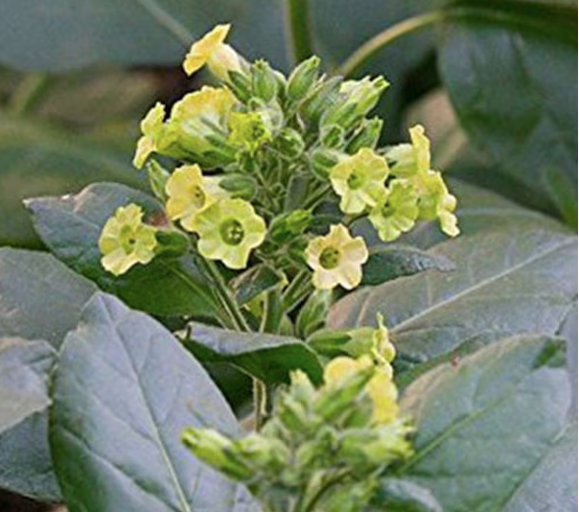 Gypsy Witch Seeds
