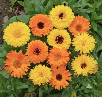 Gypsy Witch Seeds