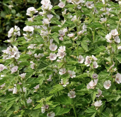 Gypsy Witch Seeds