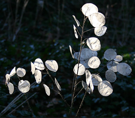 Gypsy Witch Seeds