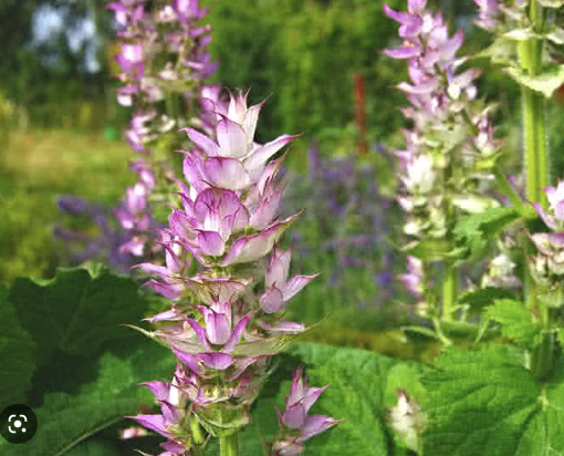 Gypsy Witch Seeds