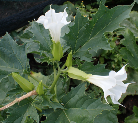 Gypsy Witch Seeds