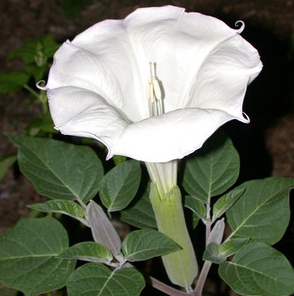 Gypsy Witch Seeds