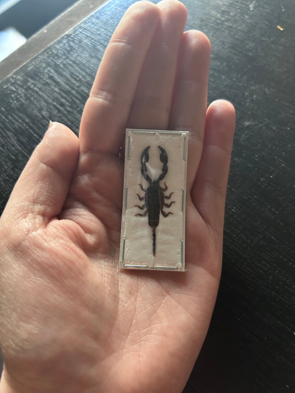 Insect Specimens