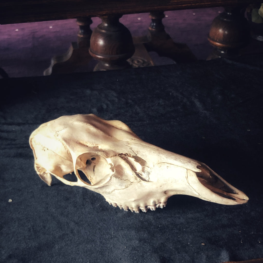 Deer Bones - Gypsy Witch