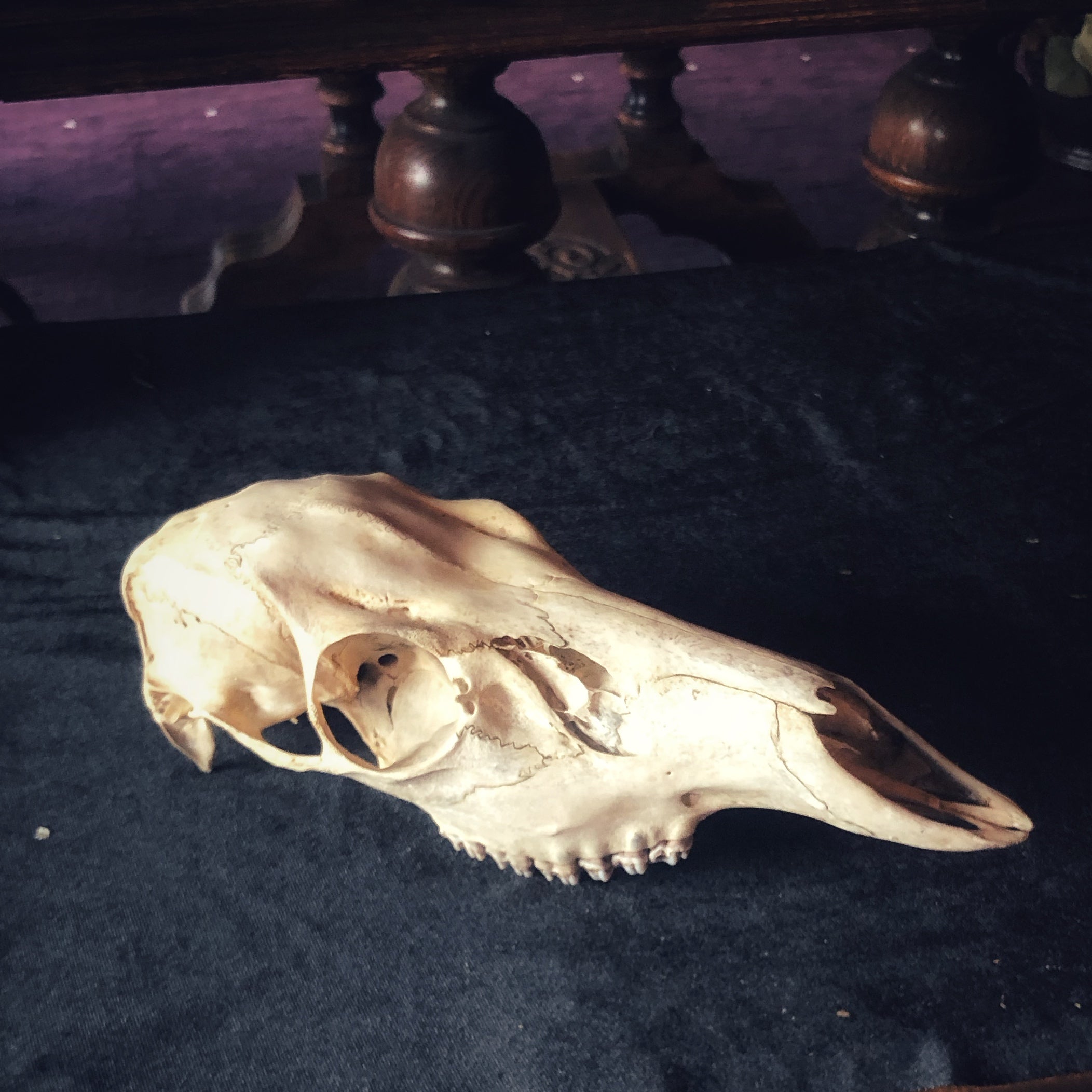 Deer Bones - Gypsy Witch