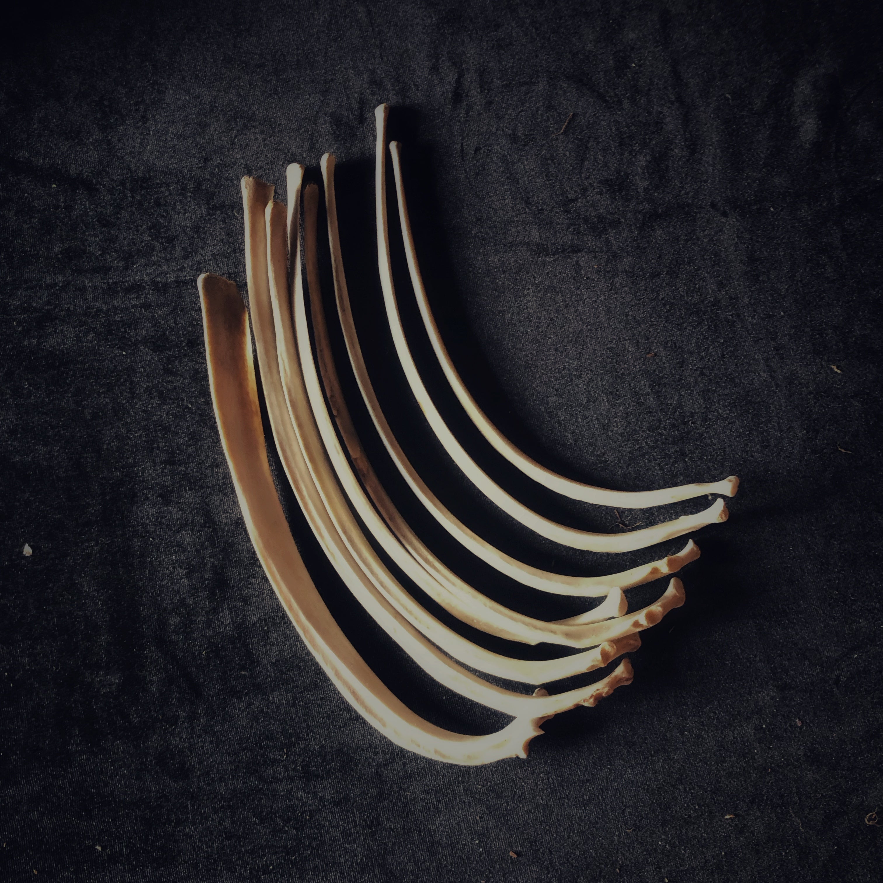 Deer Bones - Gypsy Witch