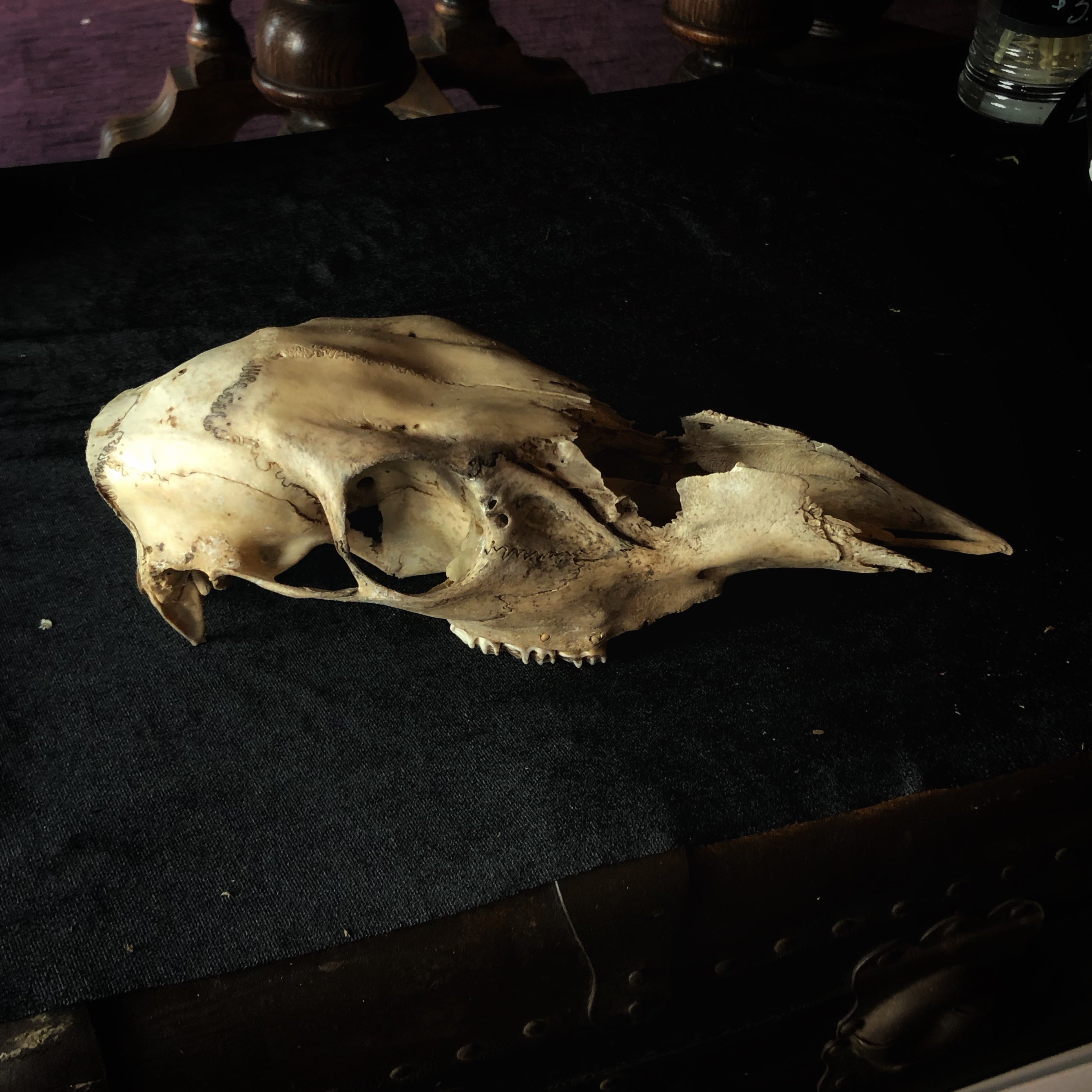 Deer Bones - Gypsy Witch