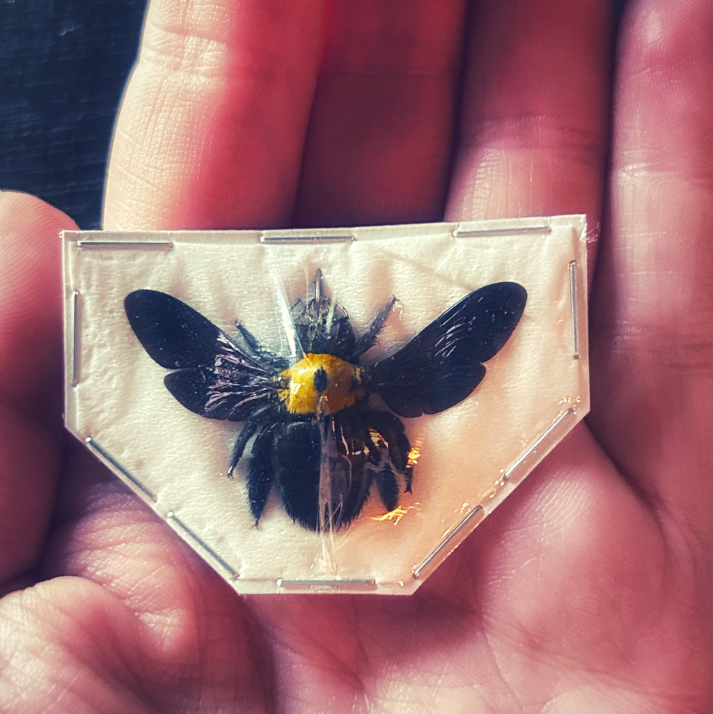 Insect Specimens