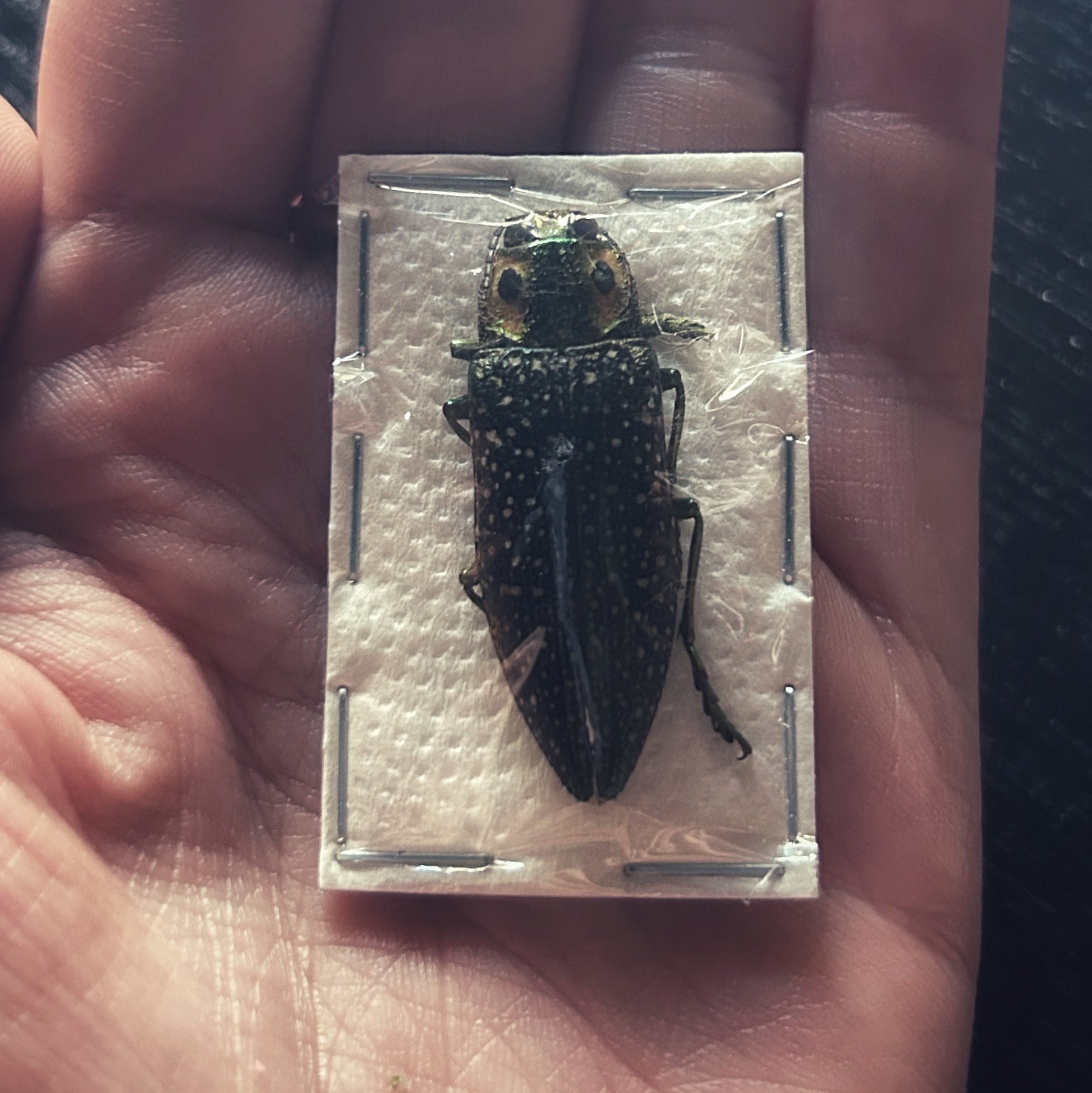Insect Specimens – Seven Sisters Ritual Apothecary