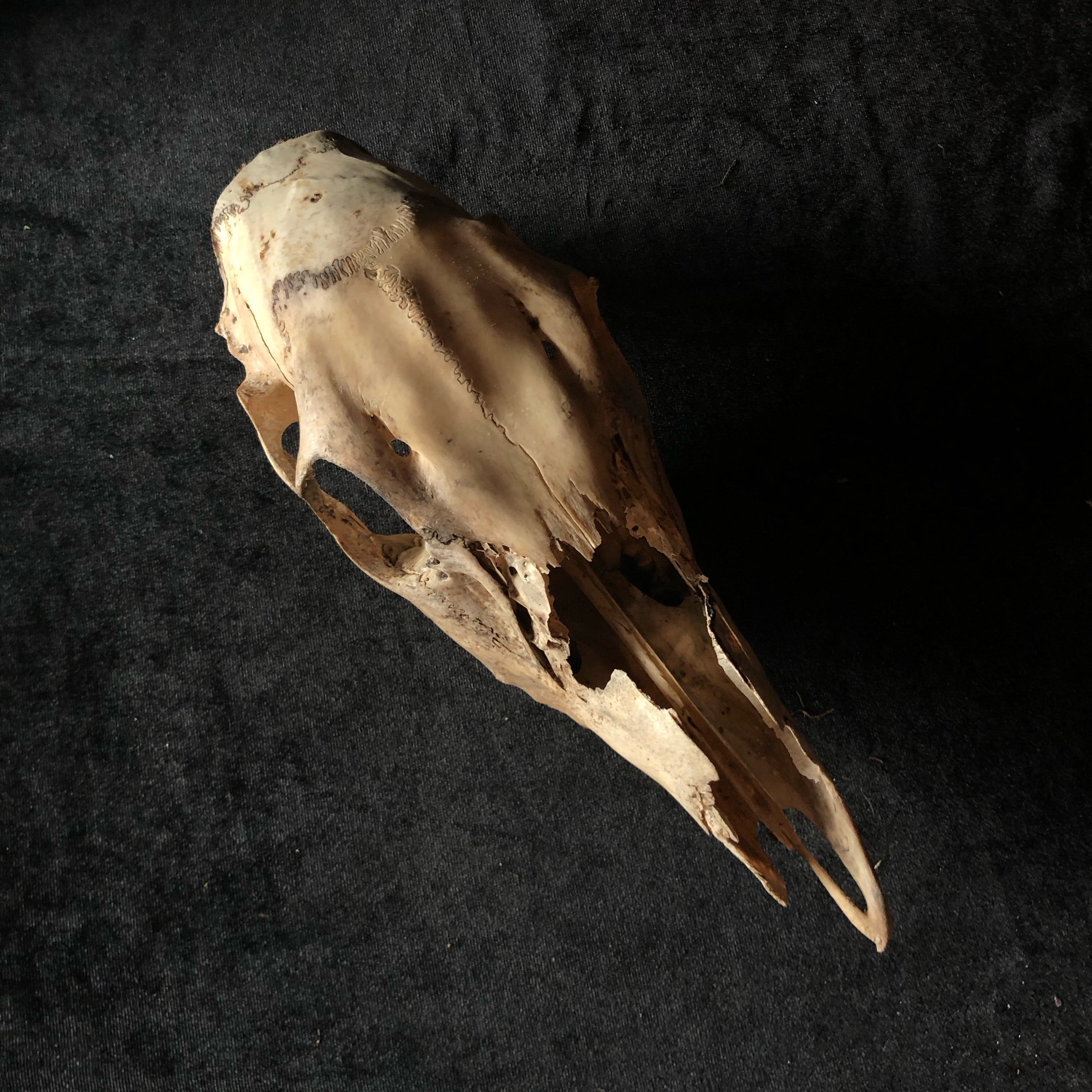 Deer Bones - Gypsy Witch