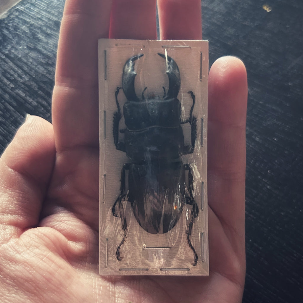 Insect Specimens