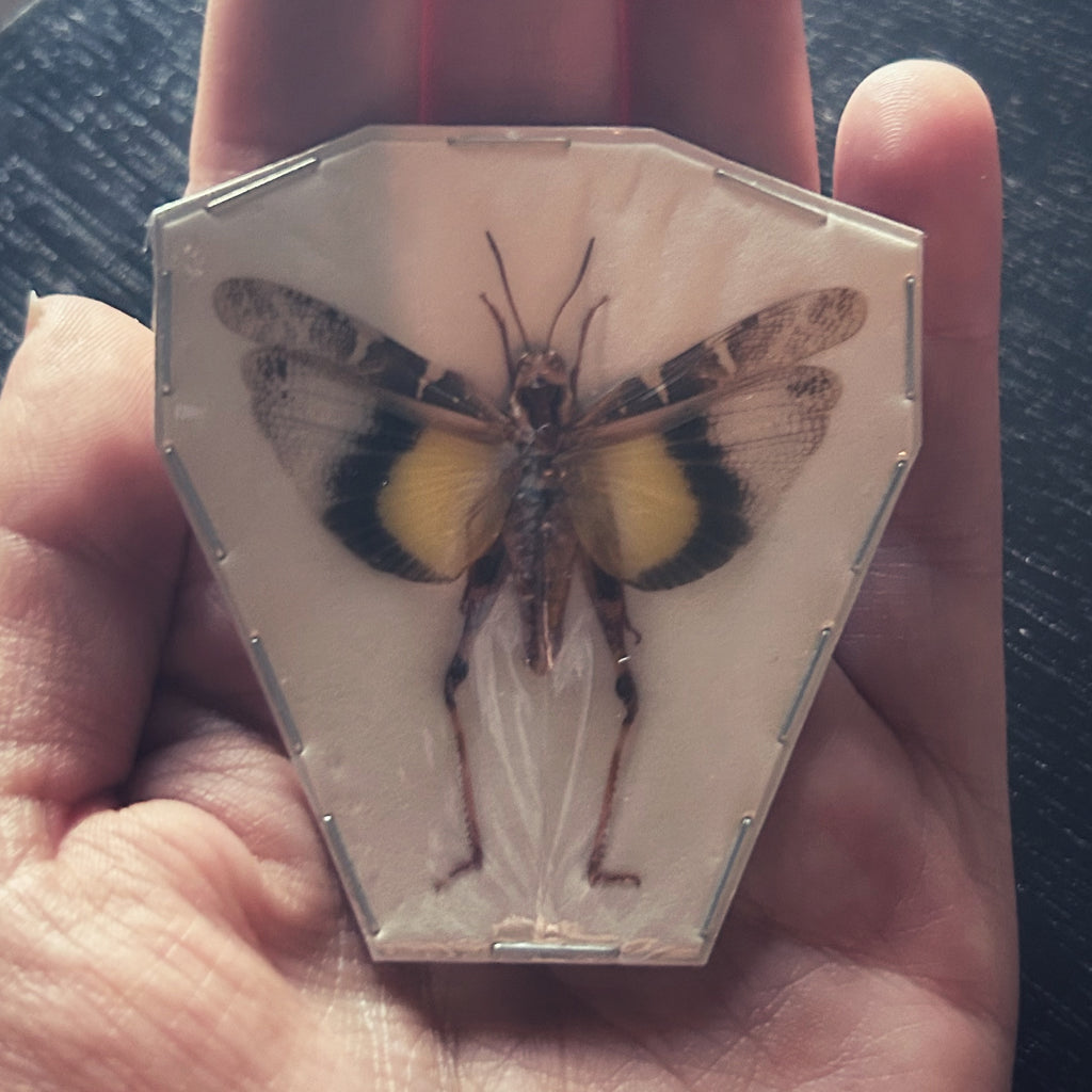 Insect Specimens