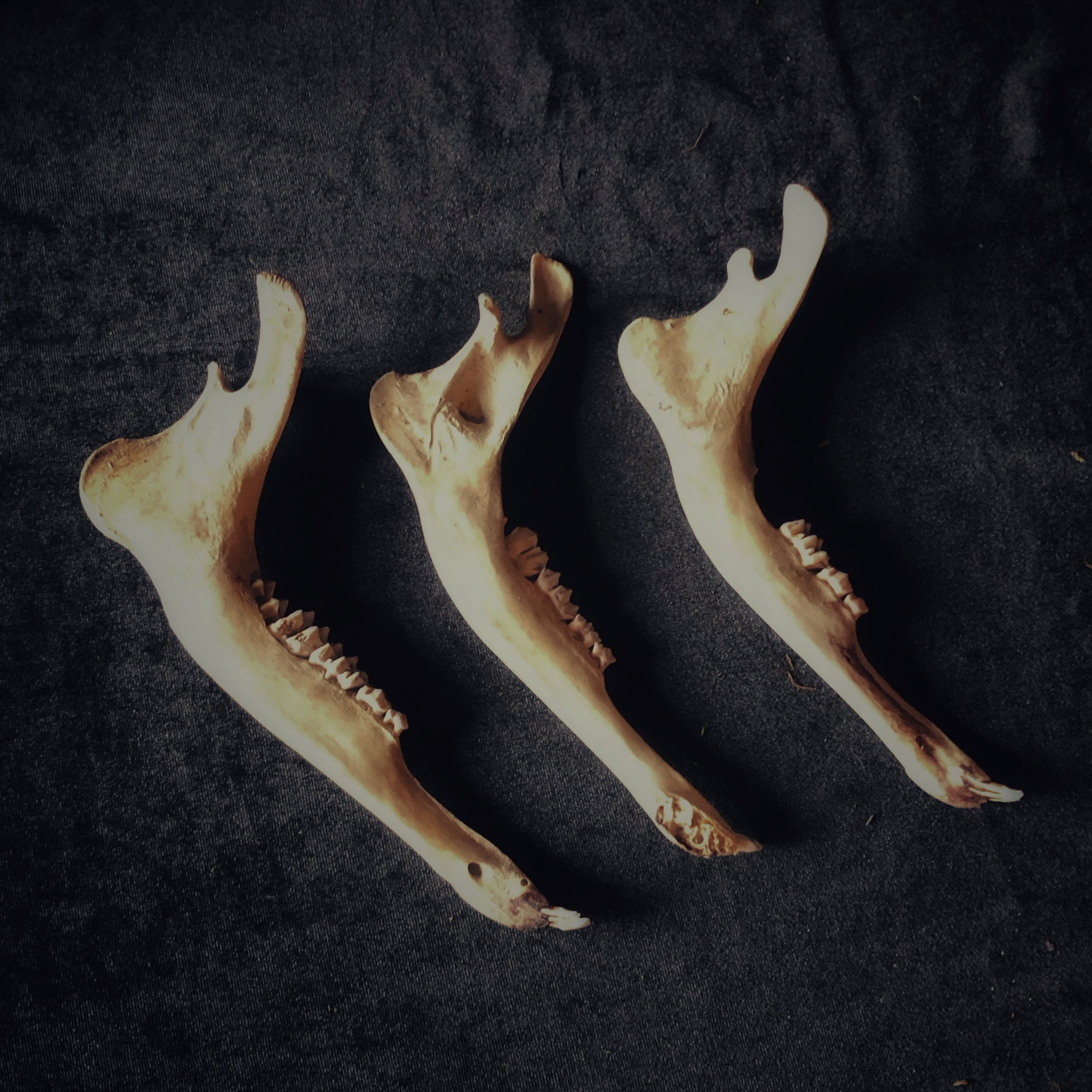 Deer Bones - Gypsy Witch