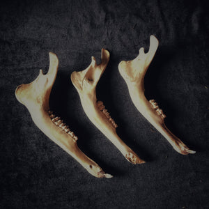Open image in slideshow, Deer Bones - Gypsy Witch
