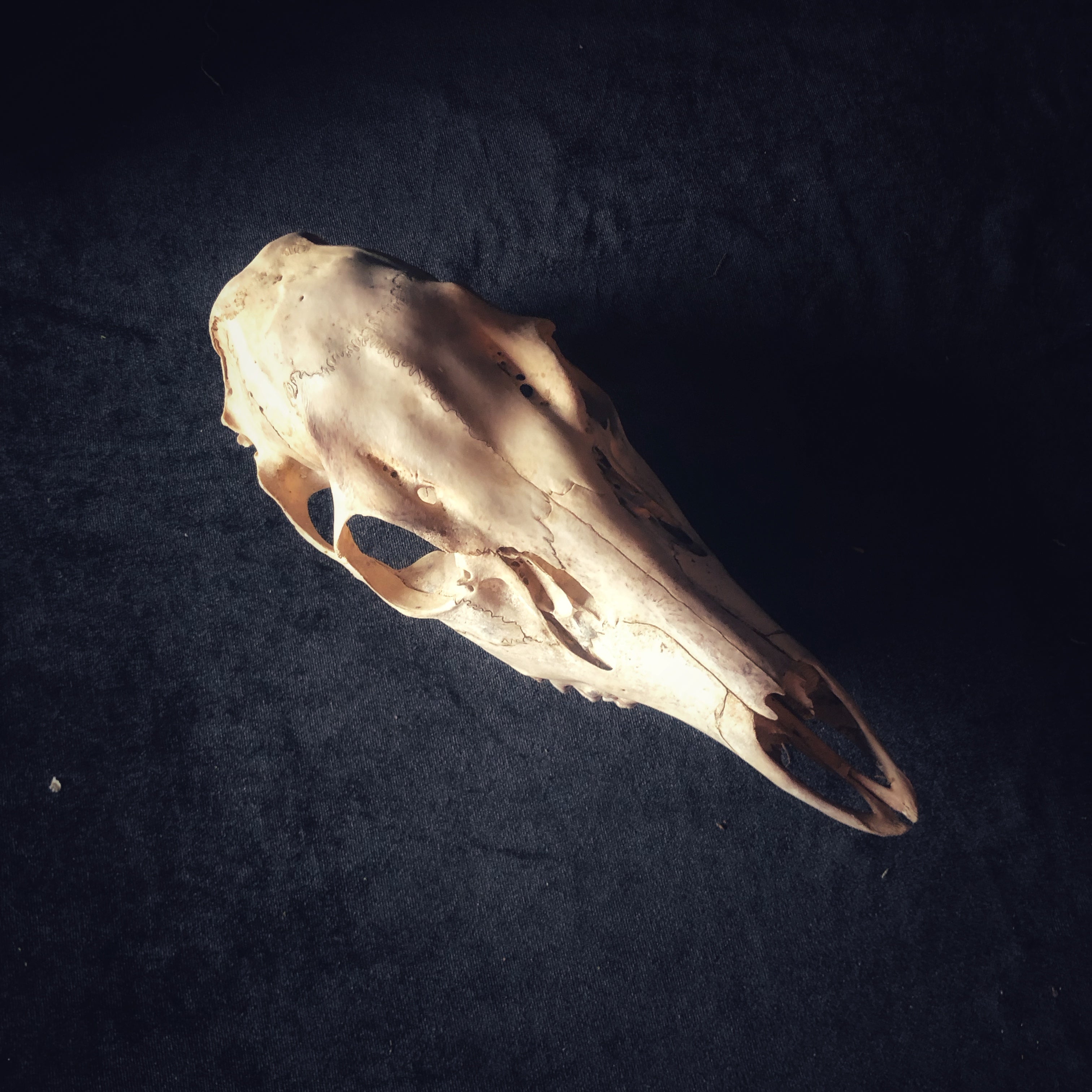 Deer Bones - Gypsy Witch