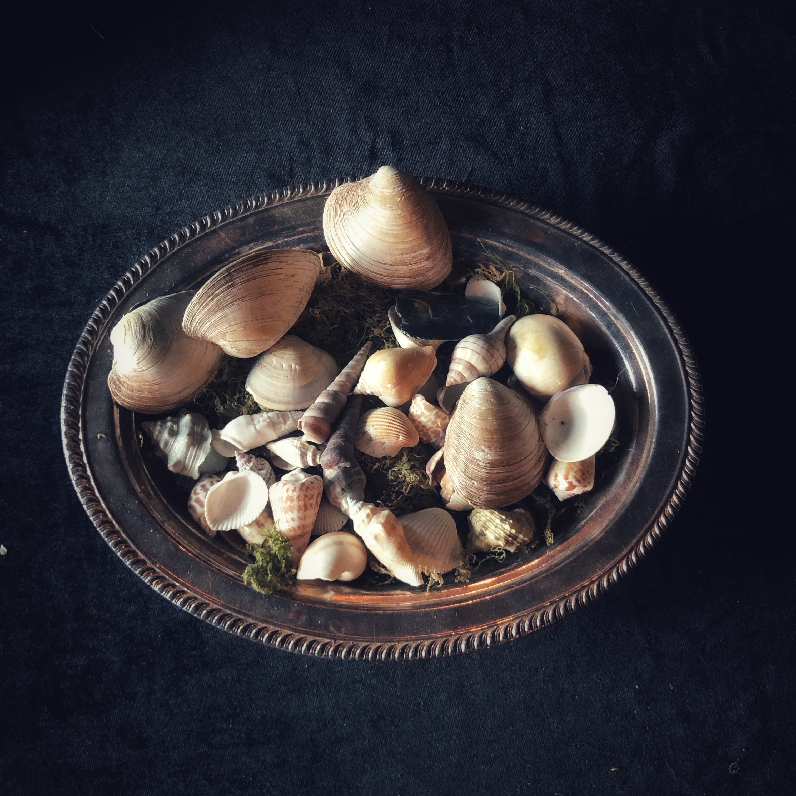 Sea Shell Gyspy Witch