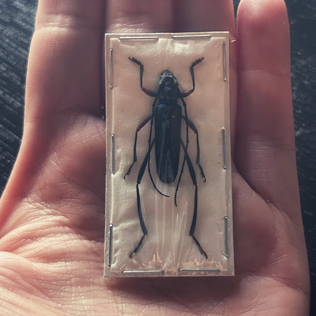 Insect Specimens