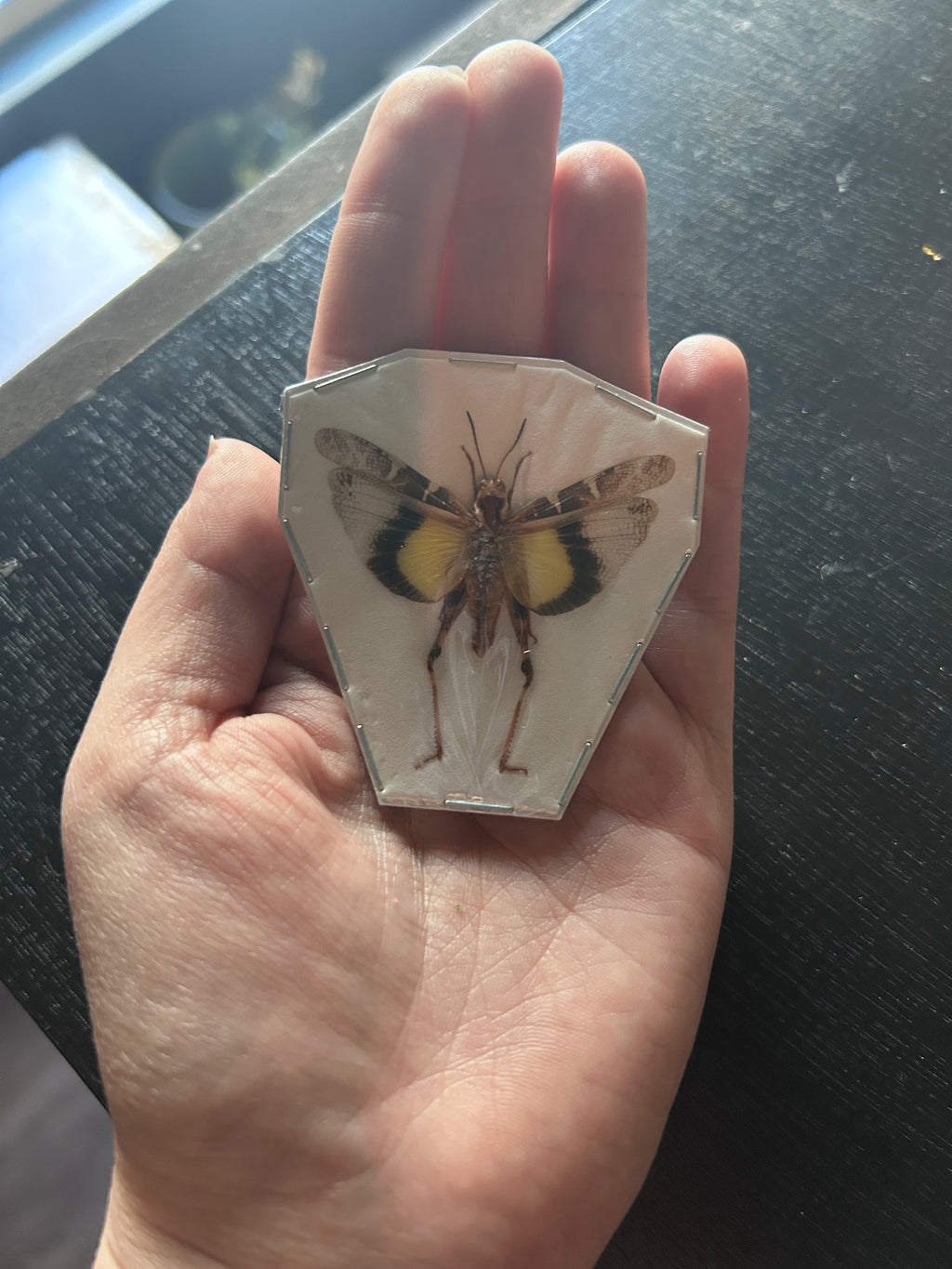 Insect Specimens