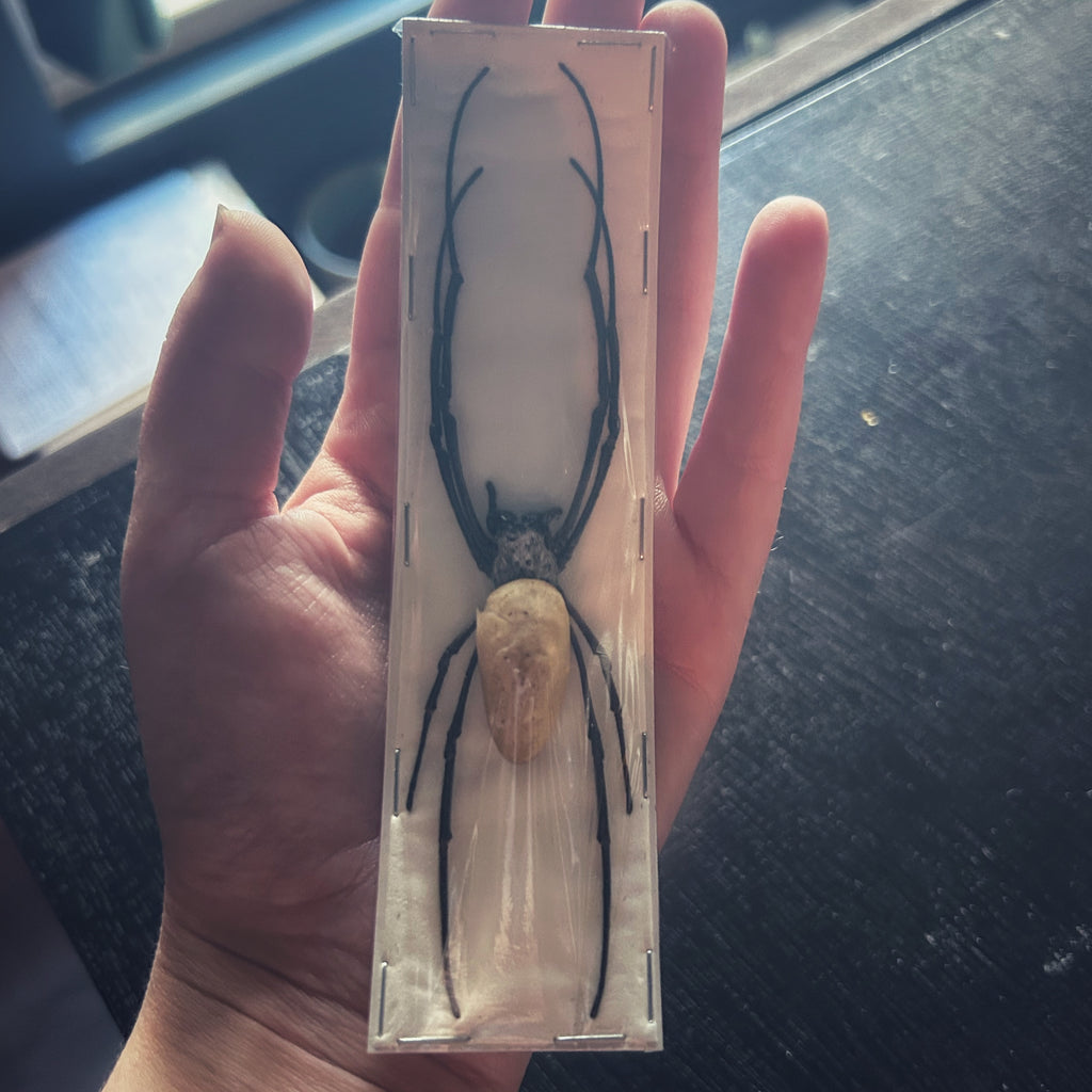 Insect Specimens