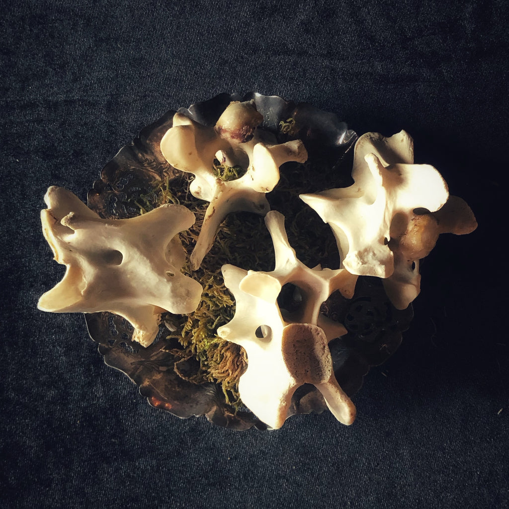 Deer Bones - Gypsy Witch