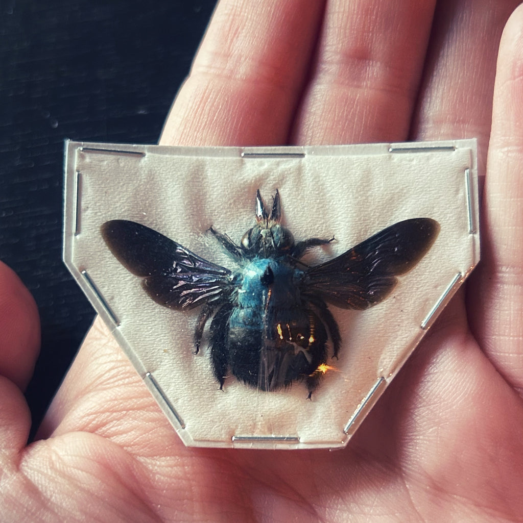 Insect Specimens