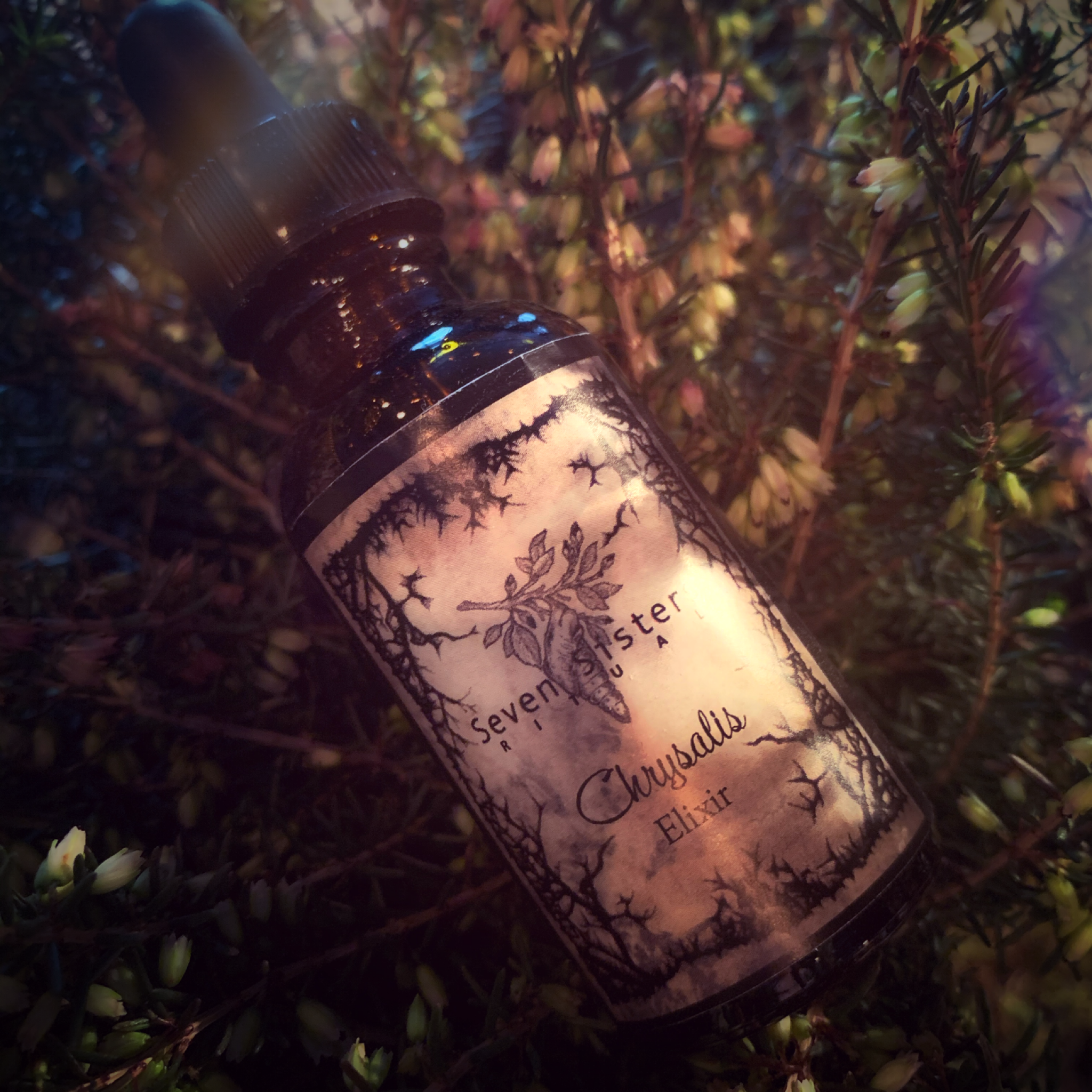 The Chrysalis Elixir